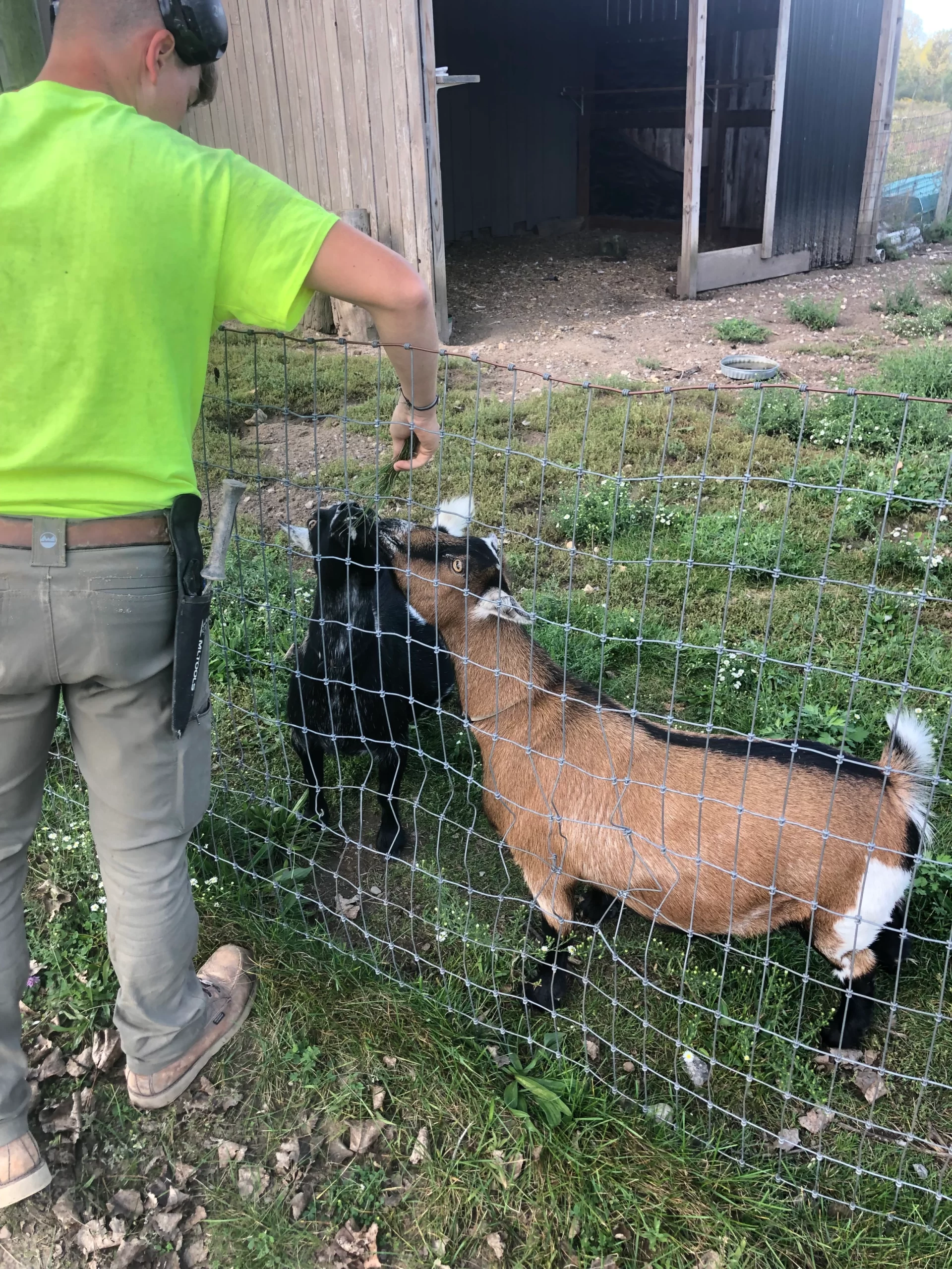 our team feeding goats