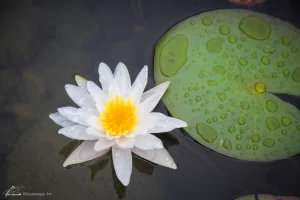 flower in pond